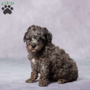 Ron, Toy Poodle Puppy